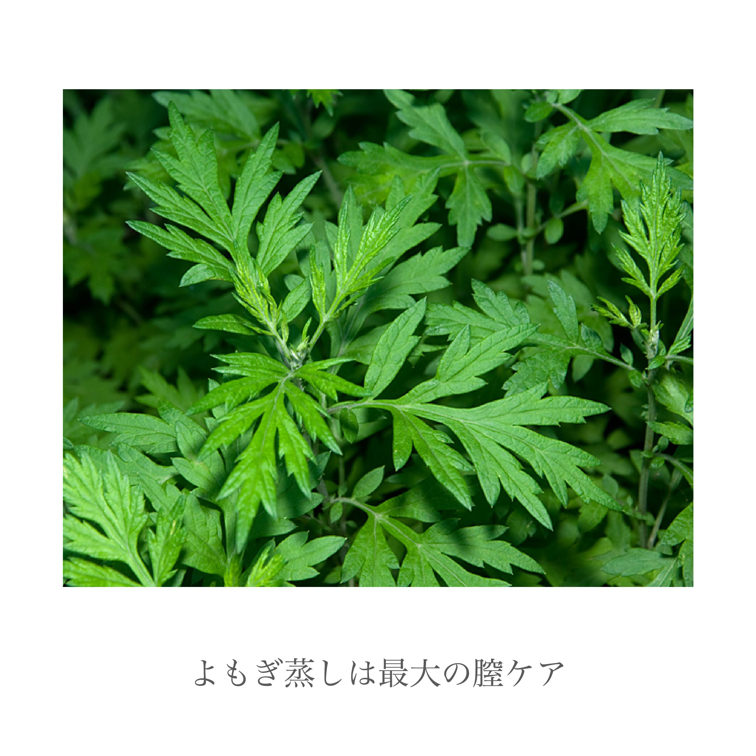 膣ケアに最も効果的なよもぎ蒸しでの温活がおすすめ